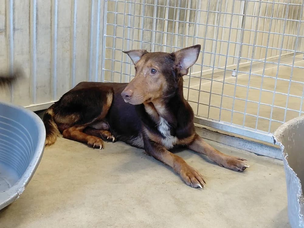 VELOURS, male Mixed Breed for adoption at SPA Le Mans (Yvré-L'Évêque)