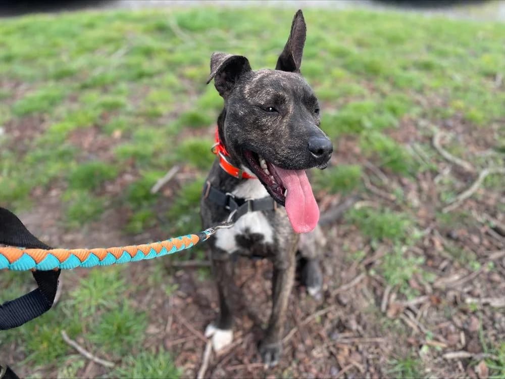 DAISY, female 3yo American Bully for adoption at SPA Le Mans (Yvré-L'Évêque)