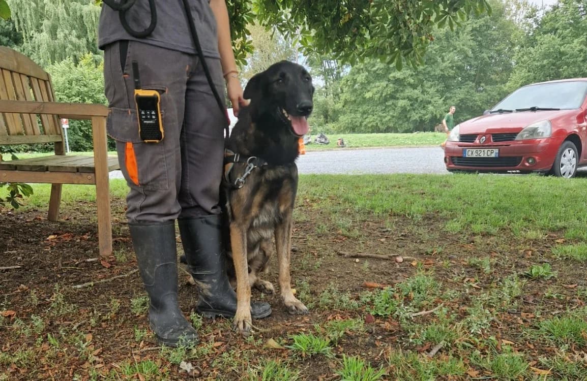 LEIKO, male 5yo Belgian Malinois for adoption at SPA Le Mans (Yvré-L'Évêque)