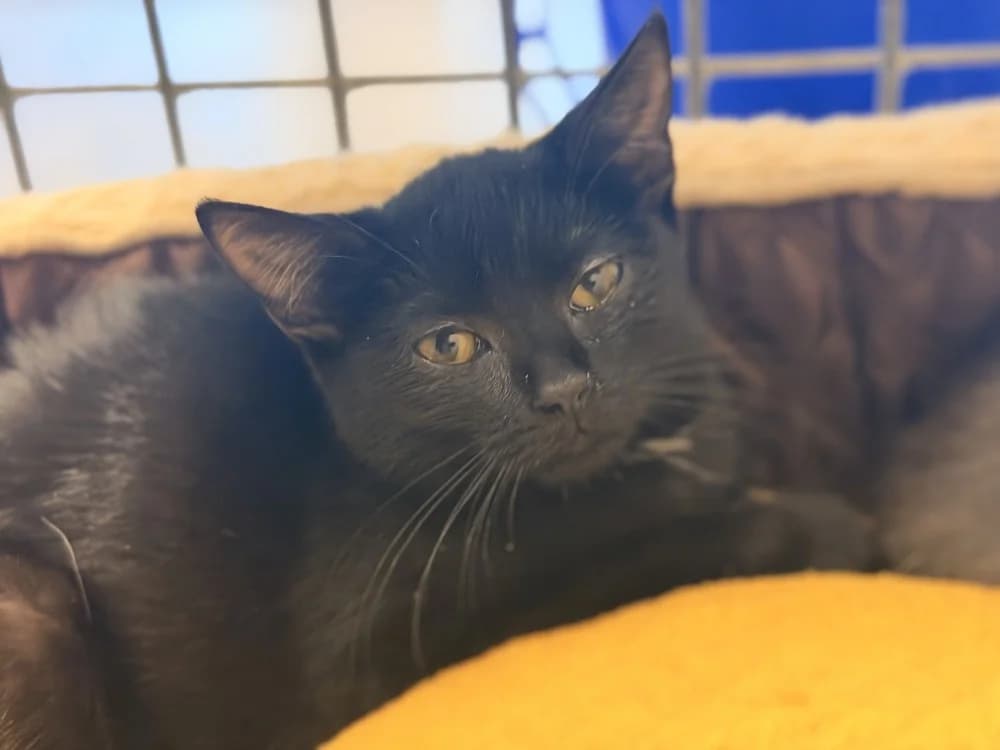 FLEURY, female Mixed Breed for adoption at SPA Le Mans (Yvré-L'Évêque)