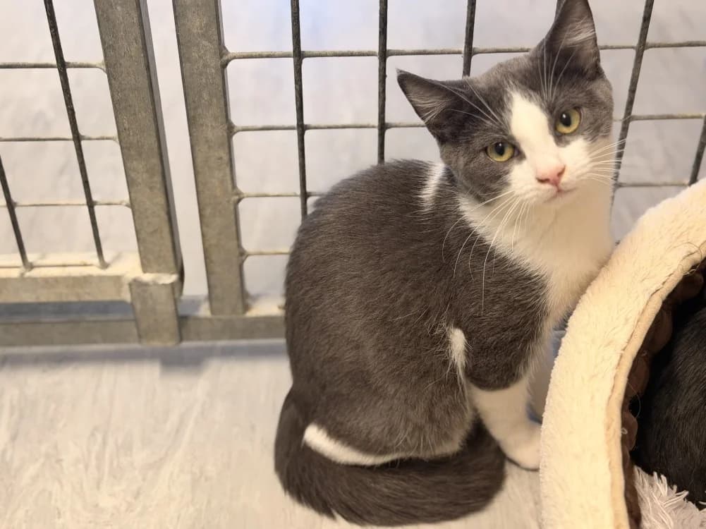 TASTY, male Mixed Breed for adoption at SPA Le Mans (Yvré-L'Évêque)