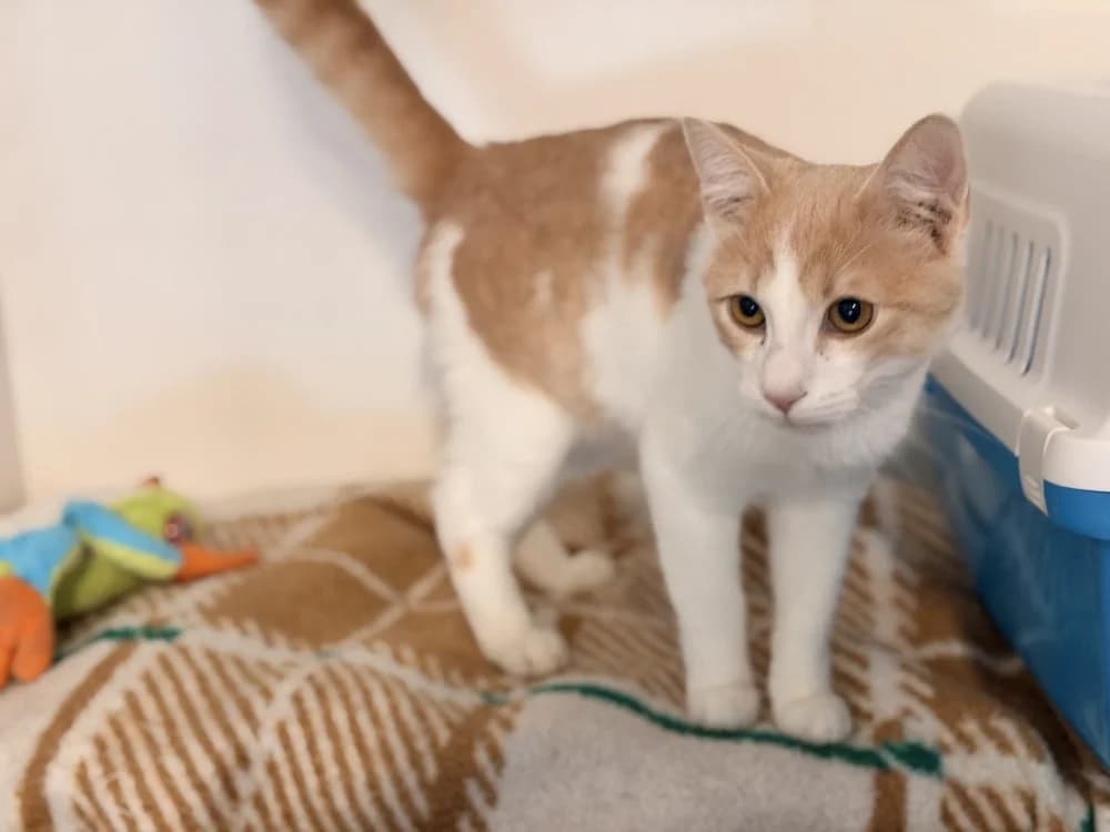 TAIRN, male Mixed Breed for adoption at SPA Le Mans (Yvré-L'Évêque)