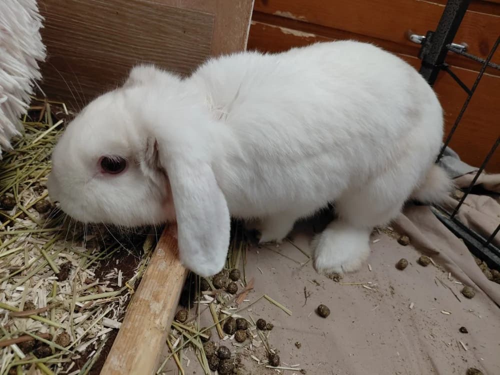 FLEUR DE SEL, male Mixed Breed for adoption at SPA Le Mans (Yvré-L'Évêque)