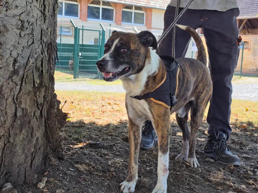 PIPETTE, male 6yo Mixed Breed for adoption at SPA Le Mans (Yvré-L'Évêque)