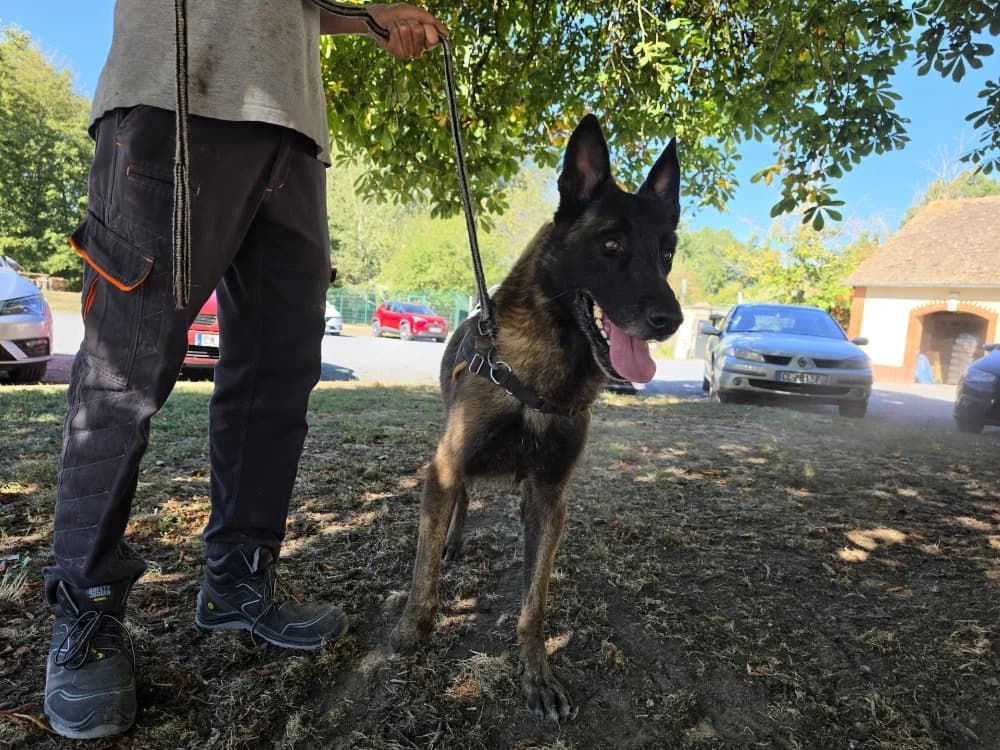 PABLO, male 7yo Belgian Malinois for adoption at SPA Le Mans (Yvré-L'Évêque)