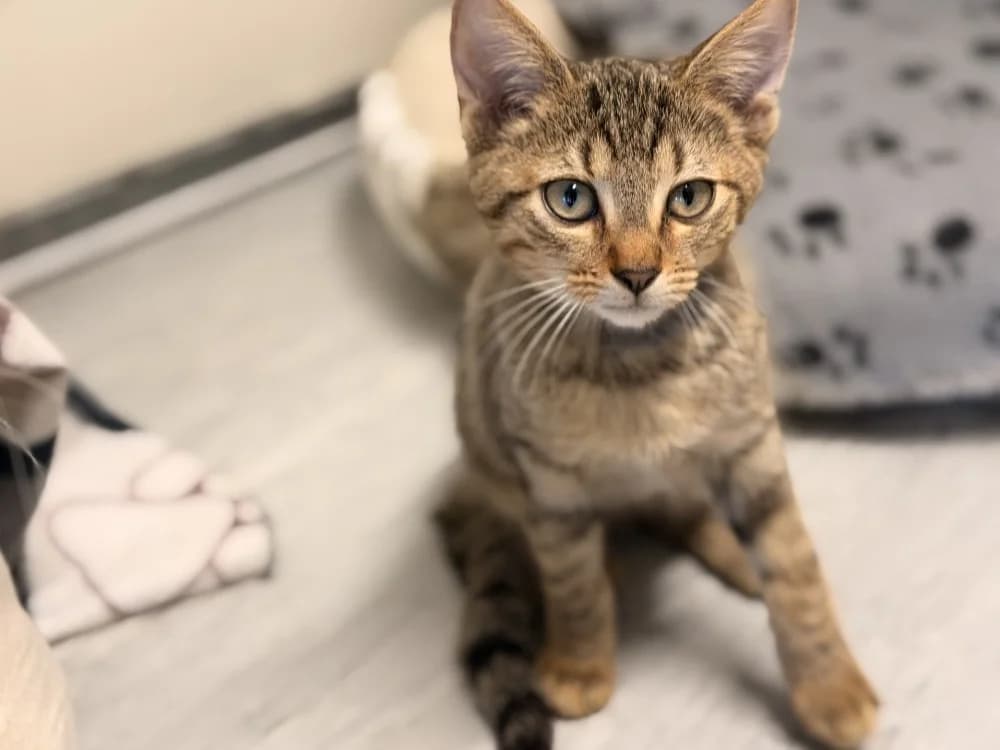 UNO, female mixed breed for adoption at SPA Le Mans (Yvré-L'Évêque)