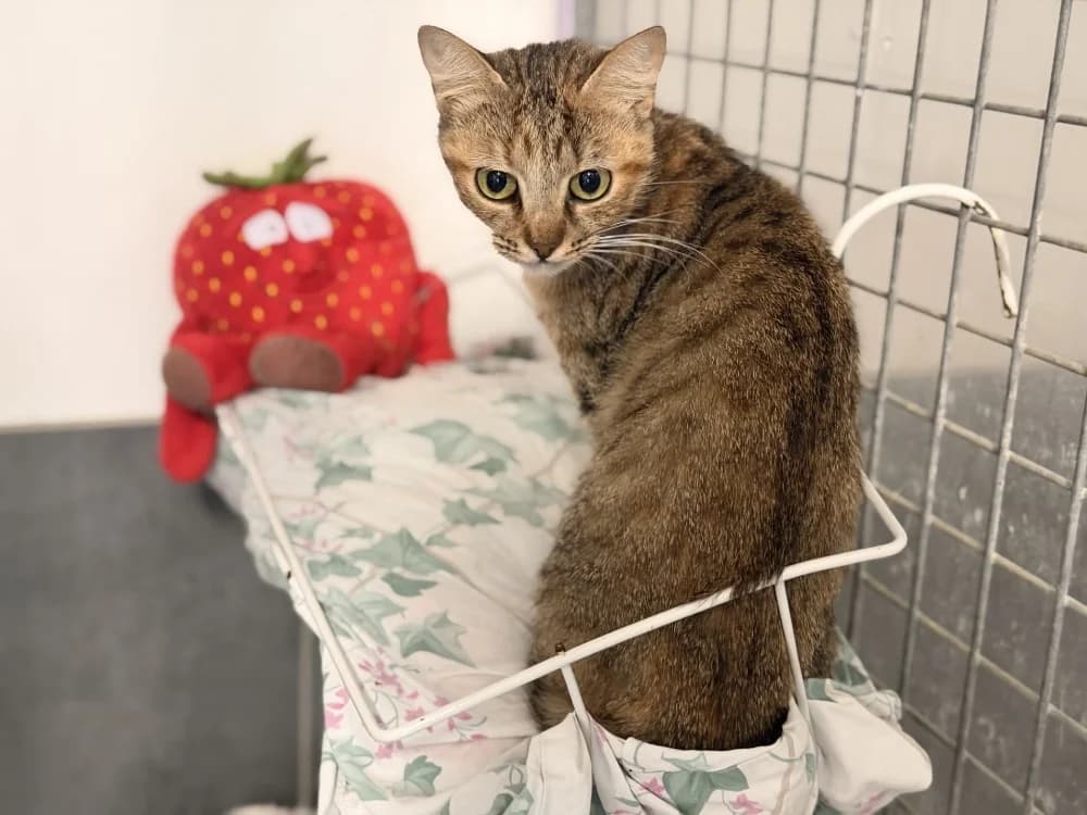 ARDARA, female young Mixed Breed for adoption at SPA Le Mans (Yvré-L'Évêque)