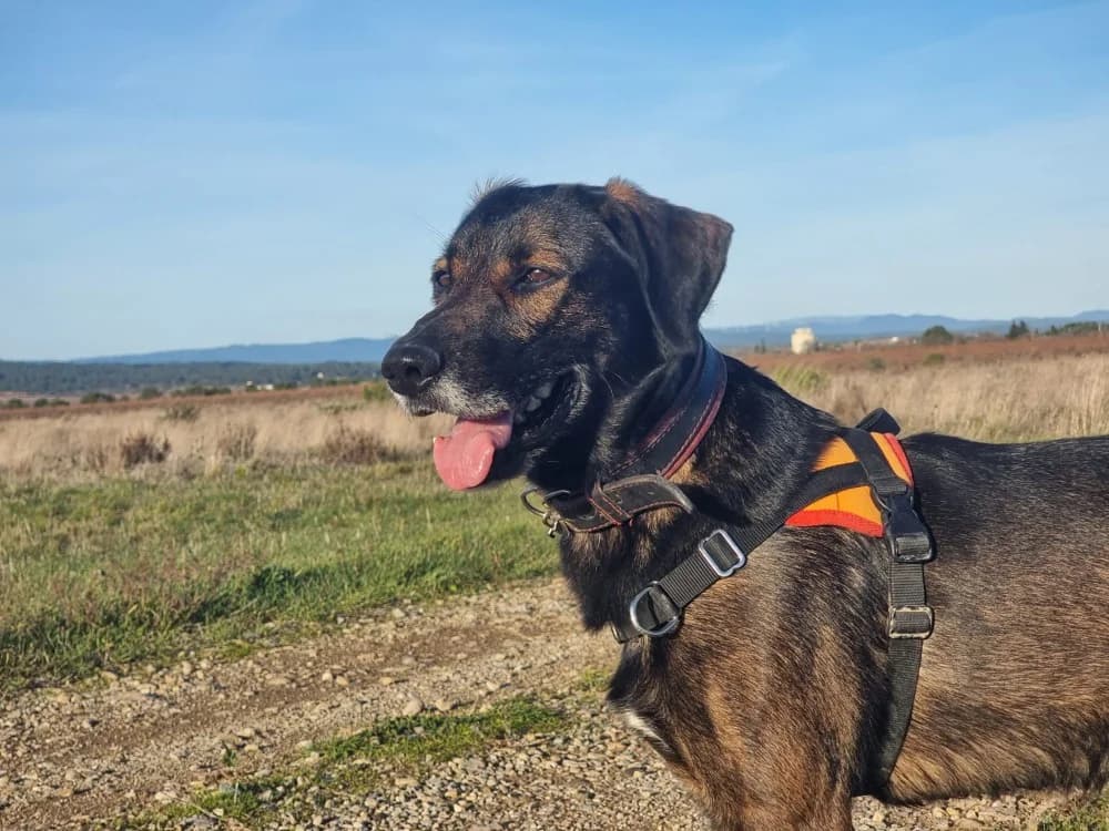TRUST *Réservé*, male 4yo Mixed Breed for adoption at SPA Lézignan-Corbières, Lezignan