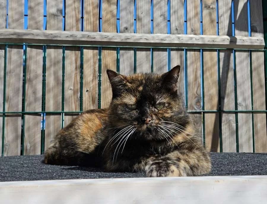 Titi, female 6yo mixed breed for adoption at SPA Lézignan-Corbières, Lezignan