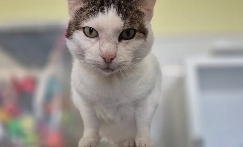 Petite Fleur, female 3yo mixed breed for adoption at SPA Lézignan-Corbières, Lezignan