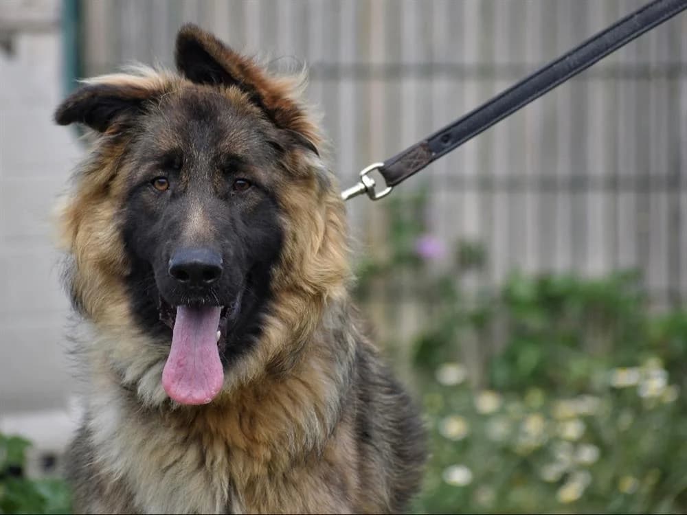 Jules (Réservé), male young German Shepherd for adoption at SPA Lézignan-Corbières, Lezignan