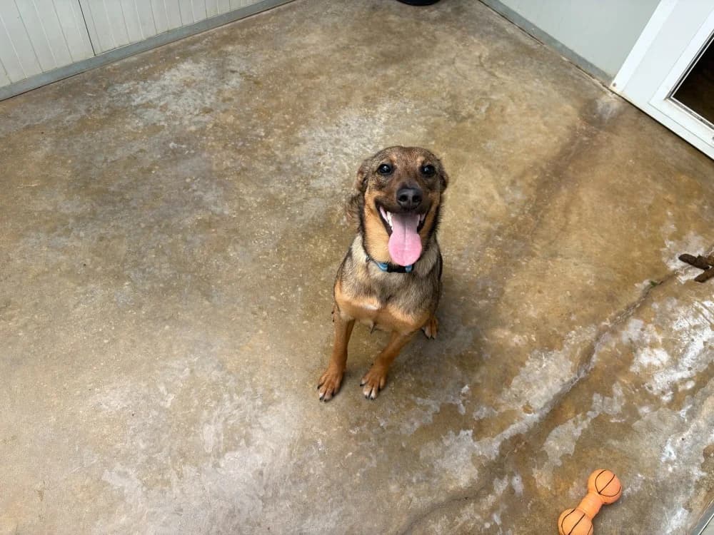 Lina, female young mixed breed for adoption at SPA Lézignan-Corbières, Lezignan