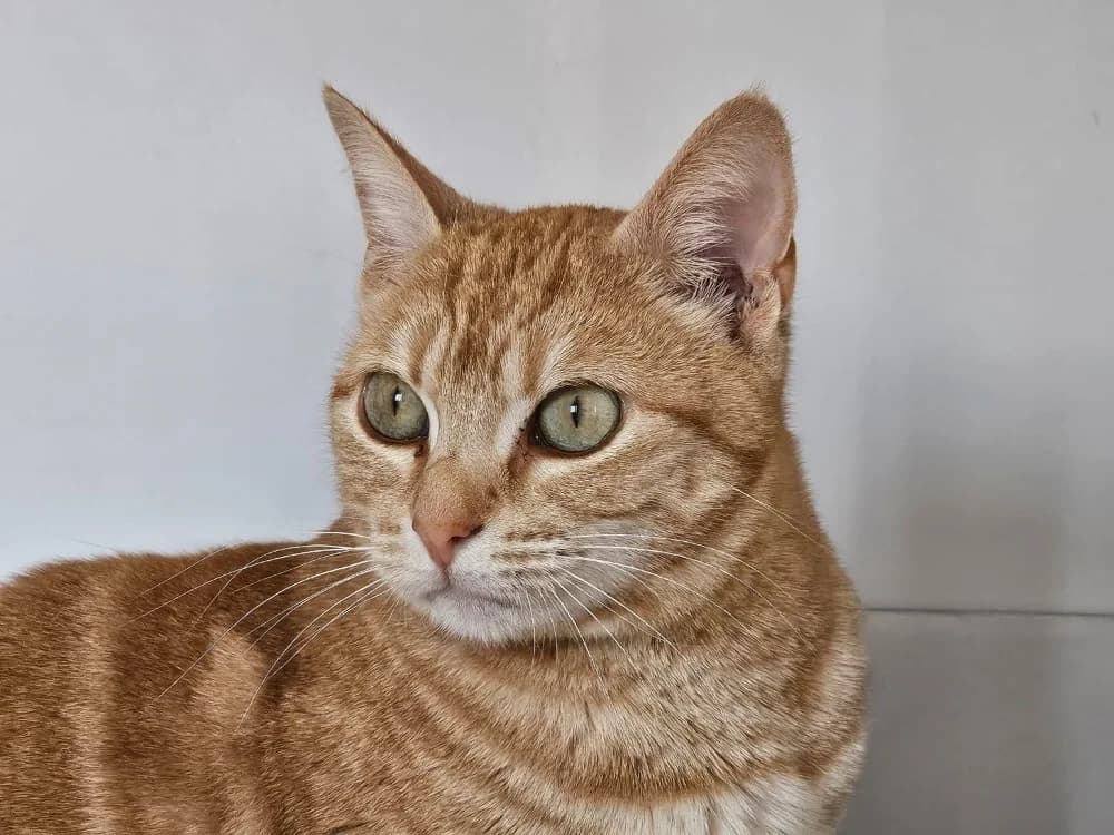 Uma, female 3yo Mixed Breed for adoption at SPA Lézignan-Corbières, Lezignan