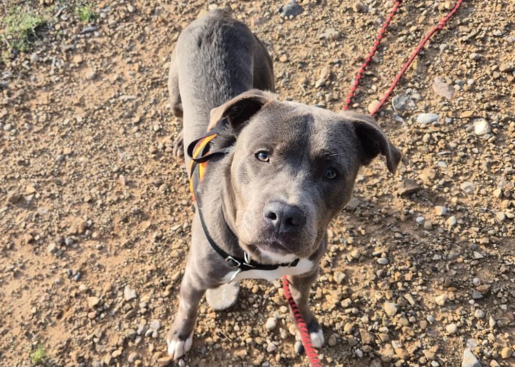 Blue, male young Mixed Breed for adoption at SPA Lézignan-Corbières, Lezignan