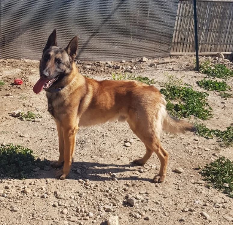 Aslan, male young Belgian Tervuren for adoption at SPA Lézignan-Corbières, Lezignan