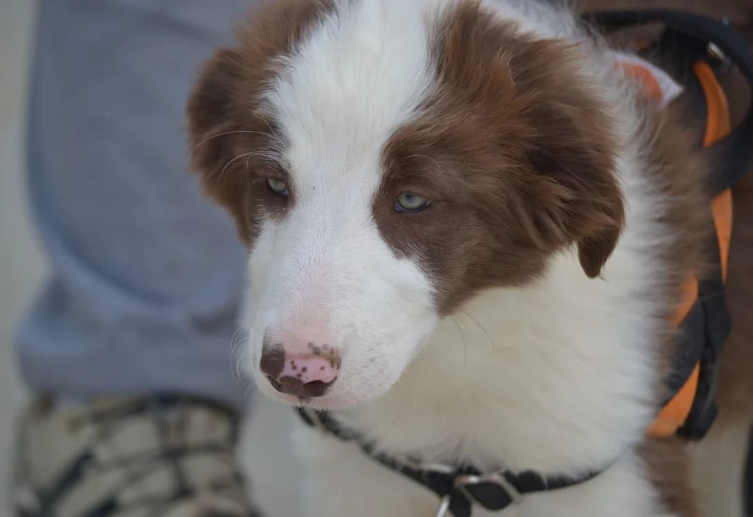 Brisbane *Réservé*, female Border Collie for adoption at SPA Lézignan-Corbières, Lezignan