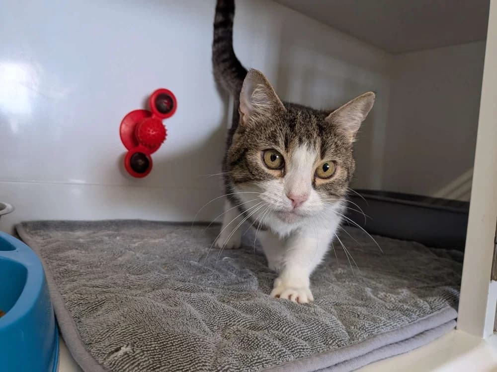 Minette, female senior Mixed Breed for adoption at SPA Lézignan-Corbières, Lezignan