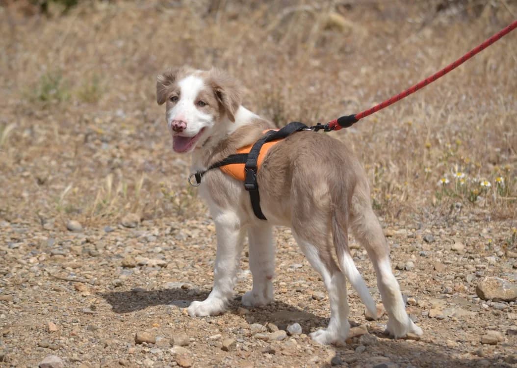 Bangkok, Border Collie (SPA Lézignan-Corbières)
