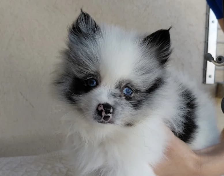 Dobby (Réservé), male mixed breed for adoption at SPA Lézignan-Corbières, Lezignan
