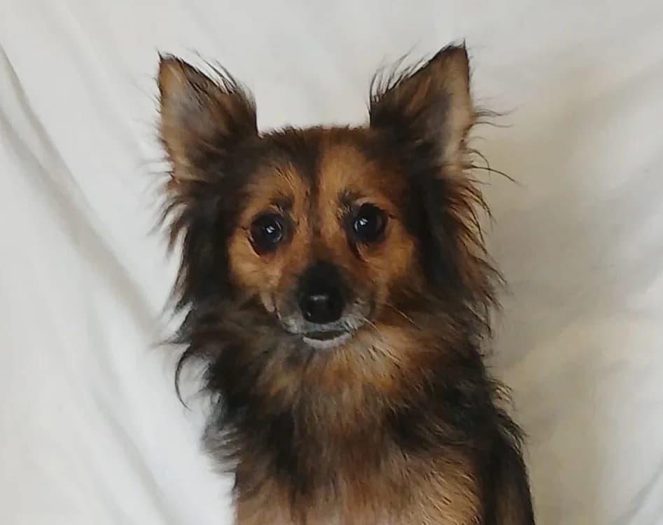 Hermione, female 4yo Mixed Breed for adoption at SPA Lézignan-Corbières, Lezignan