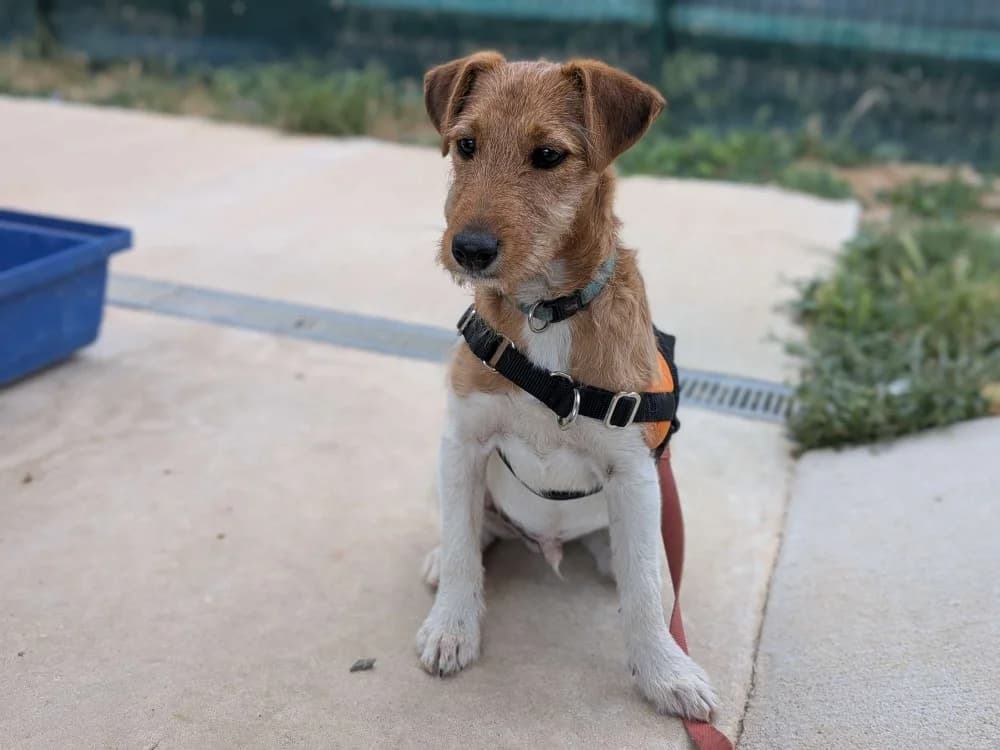 Milou, male puppy mixed breed for adoption at SPA Lézignan-Corbières, Lezignan