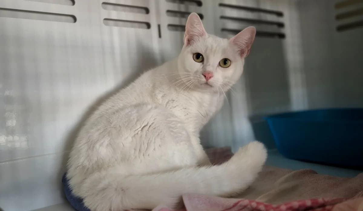 Blanche, female 3yo Mixed Breed for adoption at SPA Lézignan-Corbières, Lezignan