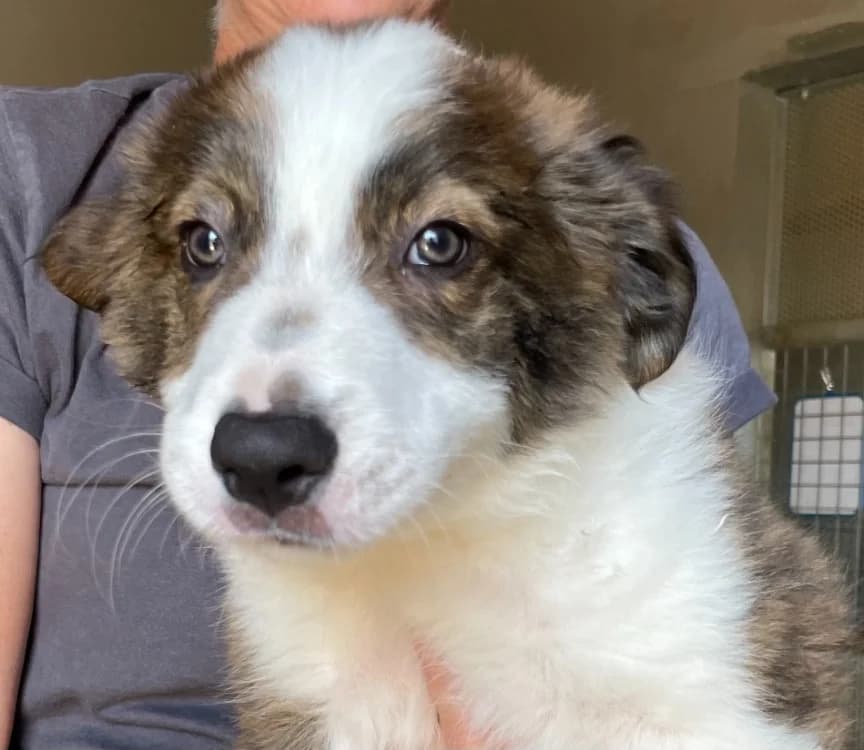 Socrate, male Border Collie for adoption at SPA Lézignan-Corbières, Lezignan