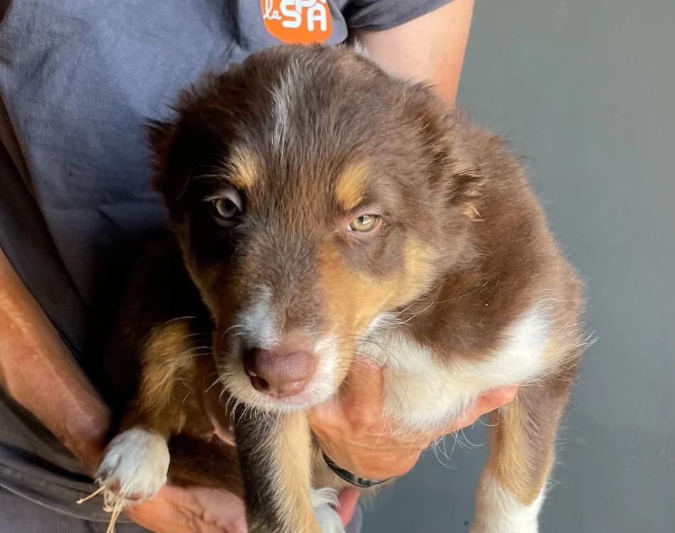 Shiva, female mixed breed for adoption at SPA Lézignan-Corbières, Lezignan