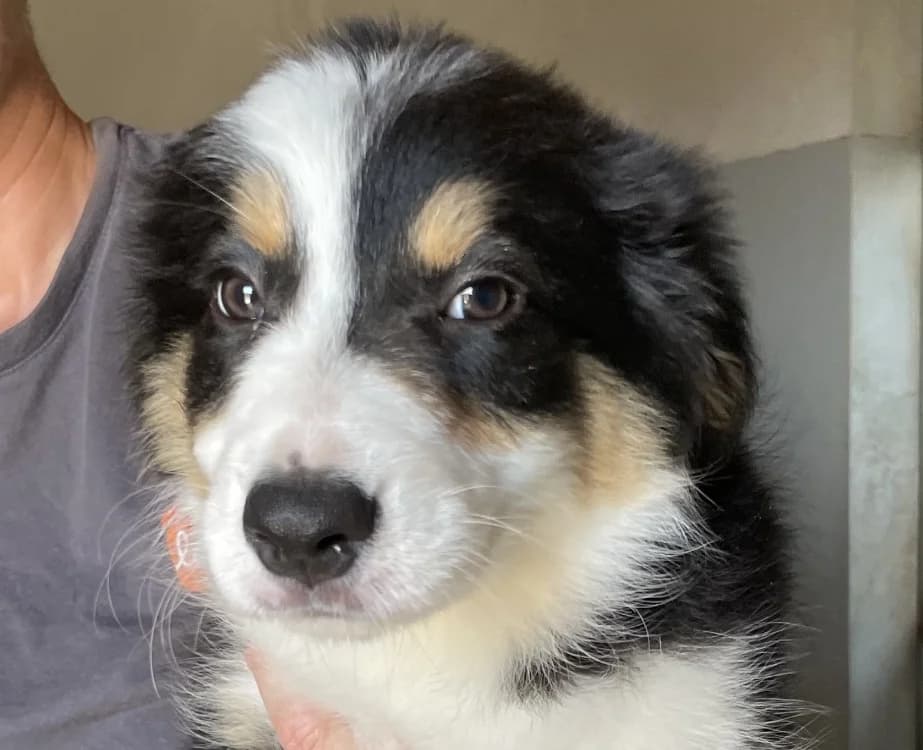 Shadow, female Mixed Breed for adoption at SPA Lézignan-Corbières, Lezignan