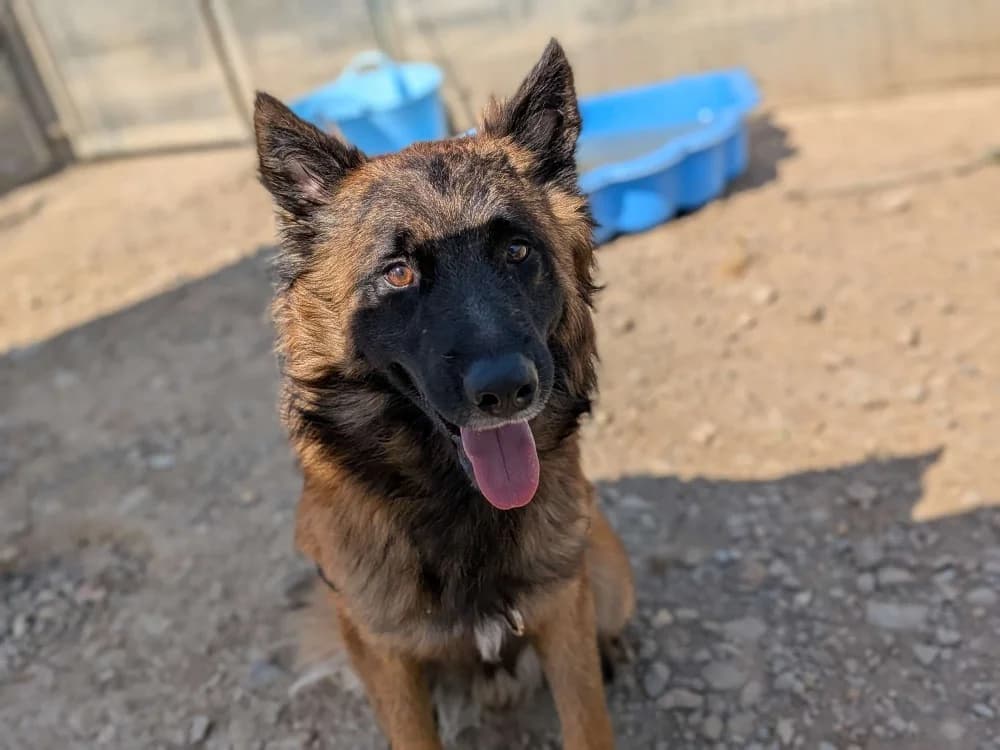 Lyon, male mixed breed for adoption at SPA Lézignan-Corbières, Lezignan