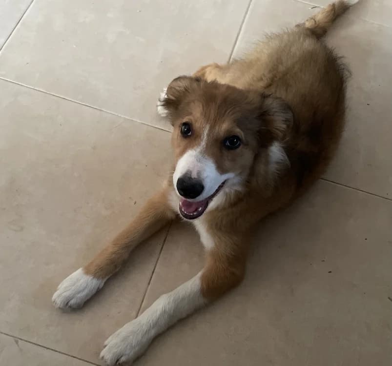 Satine, female puppy mixed breed for adoption at SPA Lézignan-Corbières, Lezignan