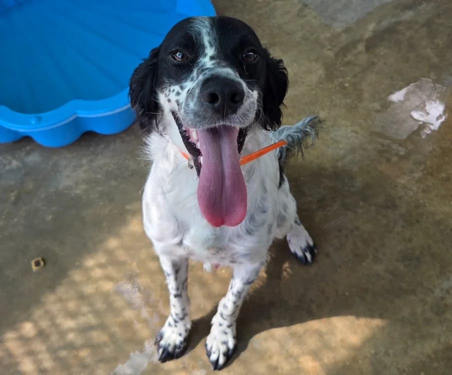 Marcus dit Volt, male young Mixed Breed for adoption at SPA Lézignan-Corbières, Lezignan