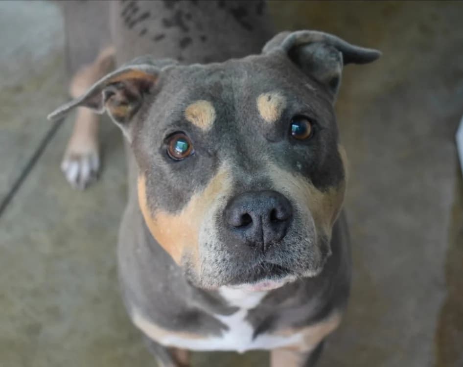 Paroh Nekoh, Staffordshire Bull Terrier (SPA Lézignan-Corbières)
