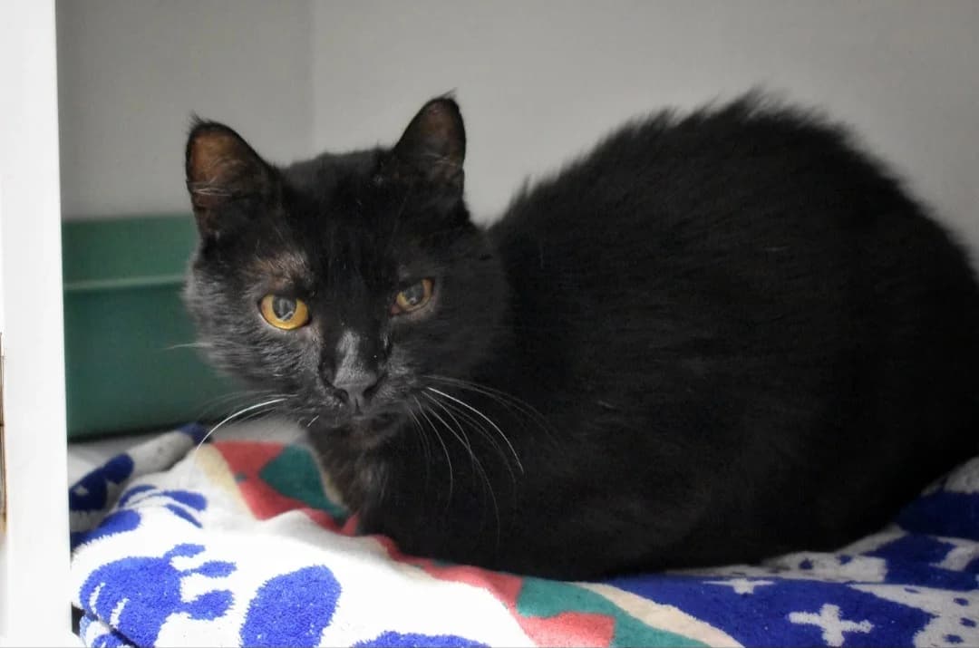 MAX, male 7yo Mixed Breed for adoption at SPA Lézignan-Corbières, Lezignan