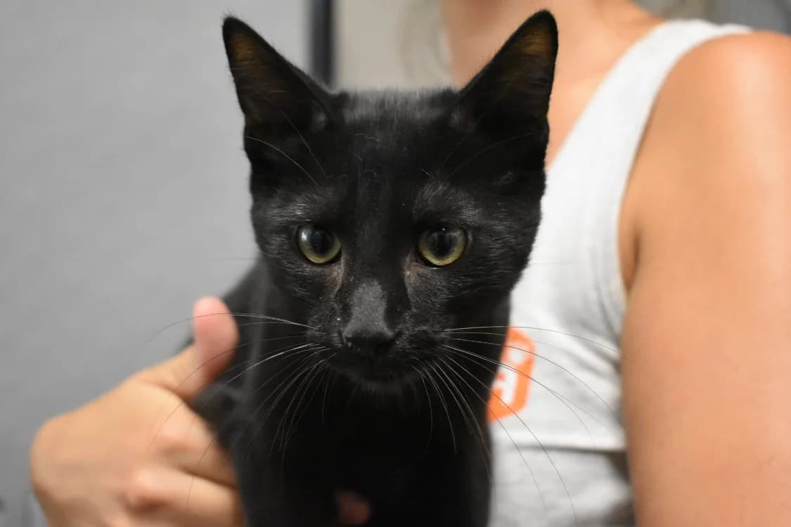 ONYX, male Mixed Breed for adoption at SPA Lézignan-Corbières, Lezignan