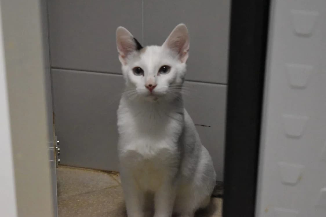 OASIS, male Mixed Breed for adoption at SPA Lézignan-Corbières, Lezignan