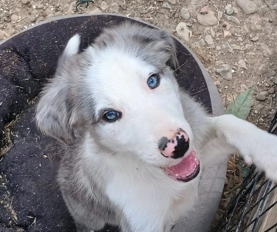 Bronx (RÉSERVÉ), male Border Collie for adoption at SPA Lézignan-Corbières, Lezignan