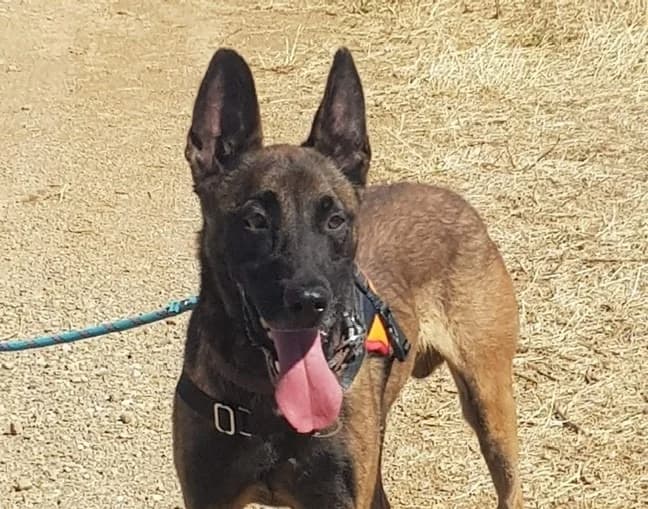 MARLEY, male 4yo Mixed Breed for adoption at SPA Lézignan-Corbières, Lezignan