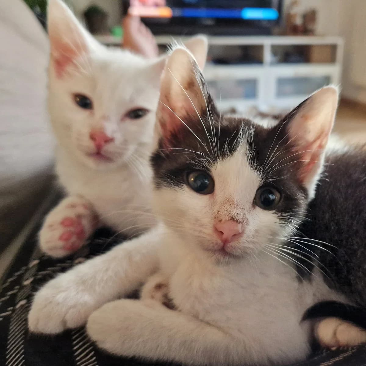 Chatons,  European Shorthair for adoption at SPA de Loire Atlantique, Nantes