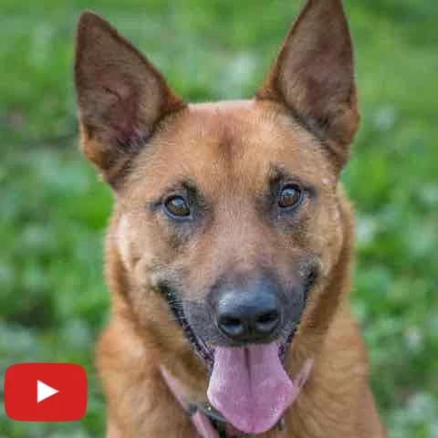 Bouboule, male mixed breed for adoption at SPA de Loire Atlantique