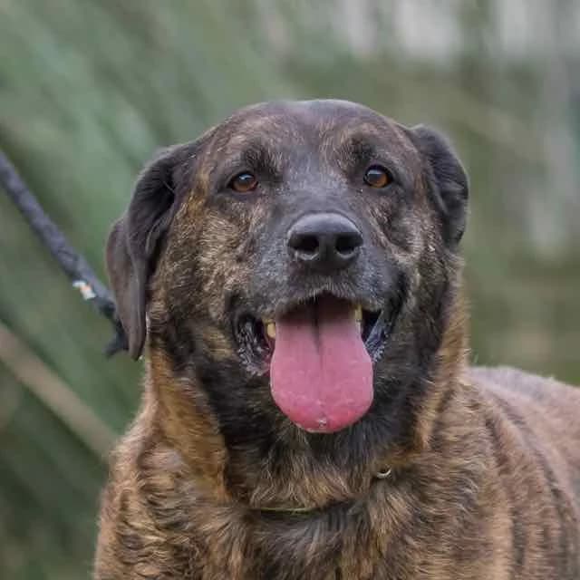 Bandit, male senior Mixed Breed for adoption at SPA de Loire Atlantique, Nantes