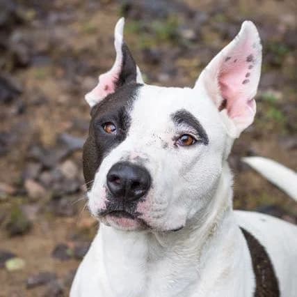 Chico, female senior Bull Terrier for adoption at SPA de Loire Atlantique, Nantes