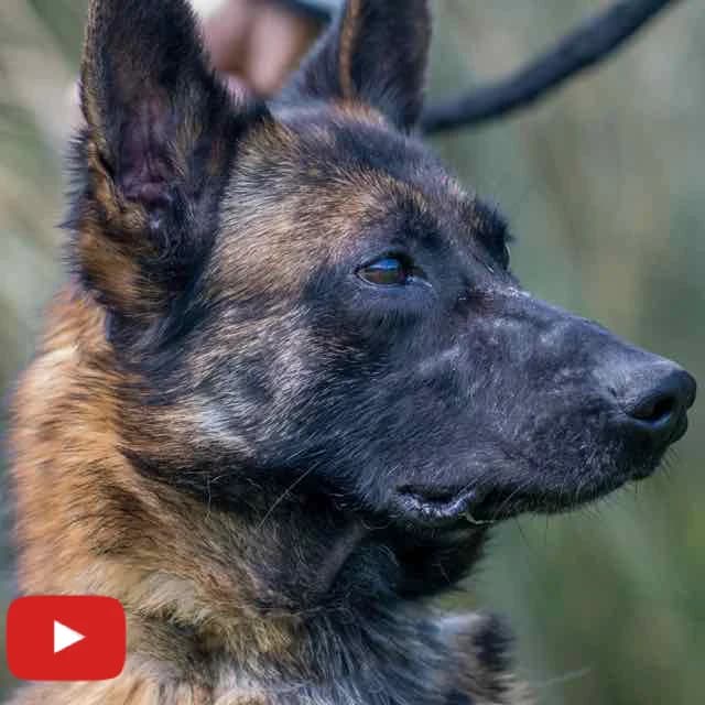 Lolly, female Mixed Breed for adoption at SPA de Loire Atlantique