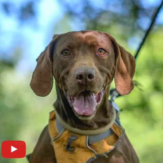 Cuba, female senior Pointer for adoption at SPA de Loire Atlantique, Nantes