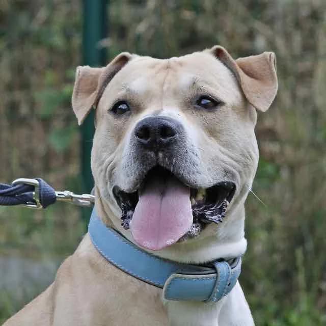 Tayz,  mixed breed for adoption at SPA de Loire Atlantique, Nantes