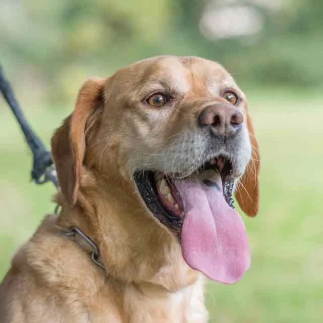 Prince, male Labrador Retriever for adoption at SPA de Loire Atlantique