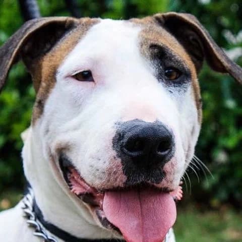 June, female senior Bull Terrier for adoption at SPA de Loire Atlantique, Nantes