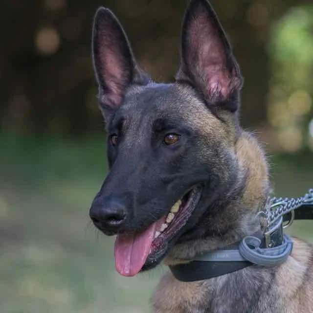 Scooty, male 5yo Mixed Breed for adoption at SPA de Loire Atlantique, Nantes