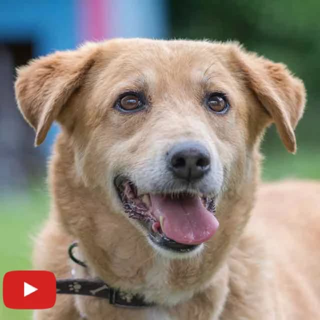 Selma, female senior mixed breed for adoption at SPA de Loire Atlantique, Nantes
