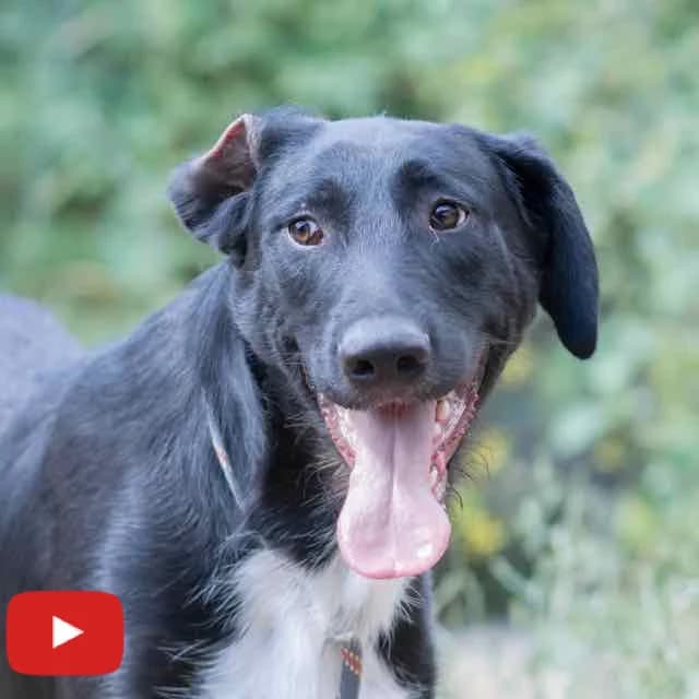 Pepe,  mixed breed for adoption at SPA de Loire Atlantique